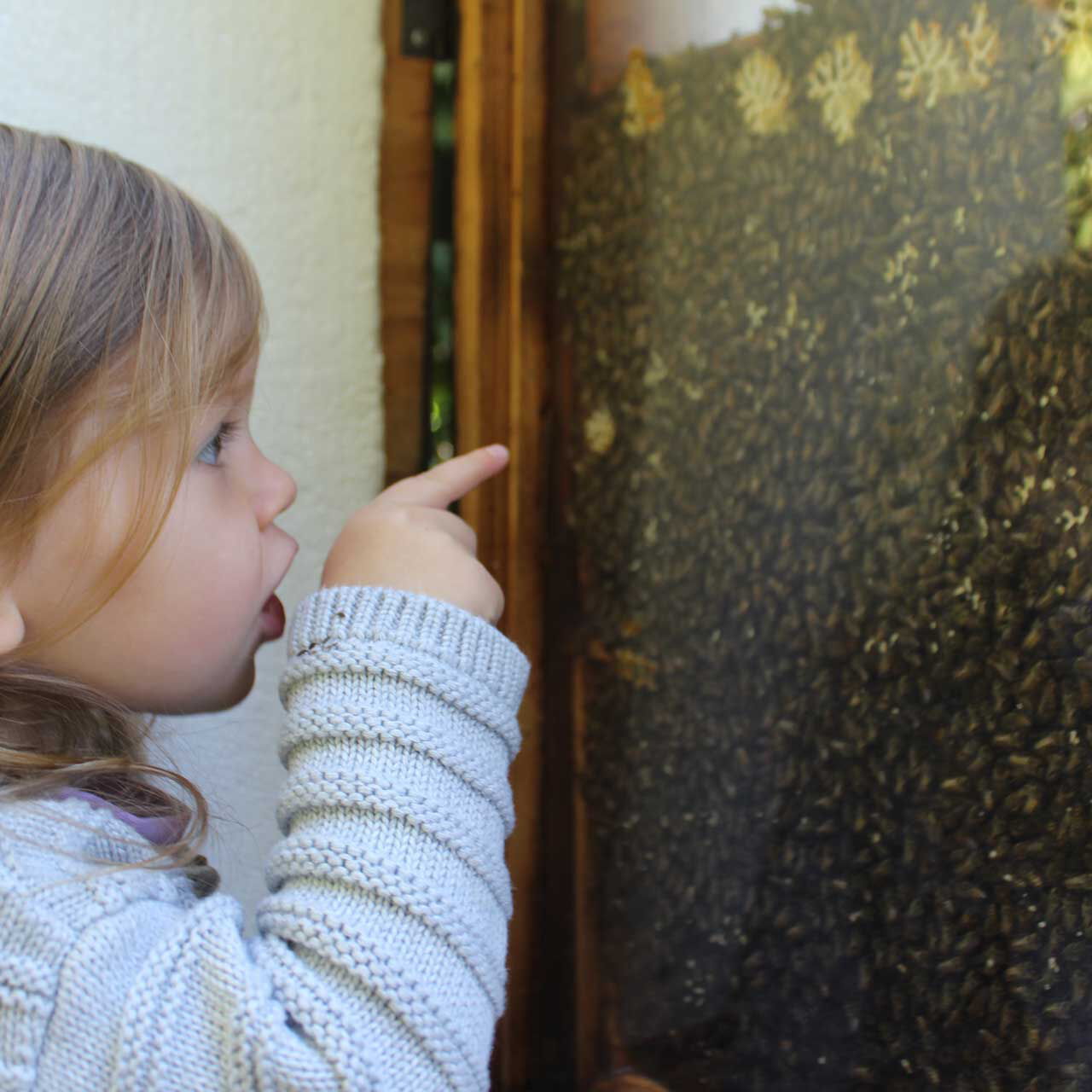 Ein Kleinkind steht vor einem Bienenstock und bewundert das Bienenvolk. Der Bienenstock ist hinter Glas.