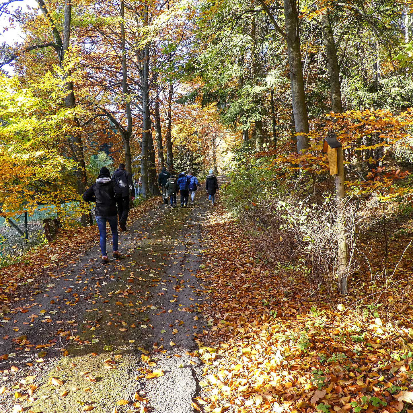 Eine Kindergruppe wandert durch den herbstlichen Wald.