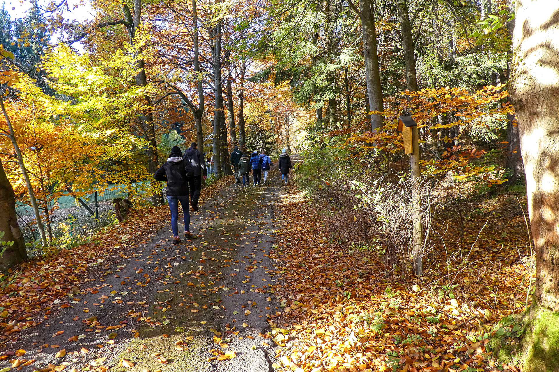 Eine Kindergruppe wandert durch den herbstlichen Wald.