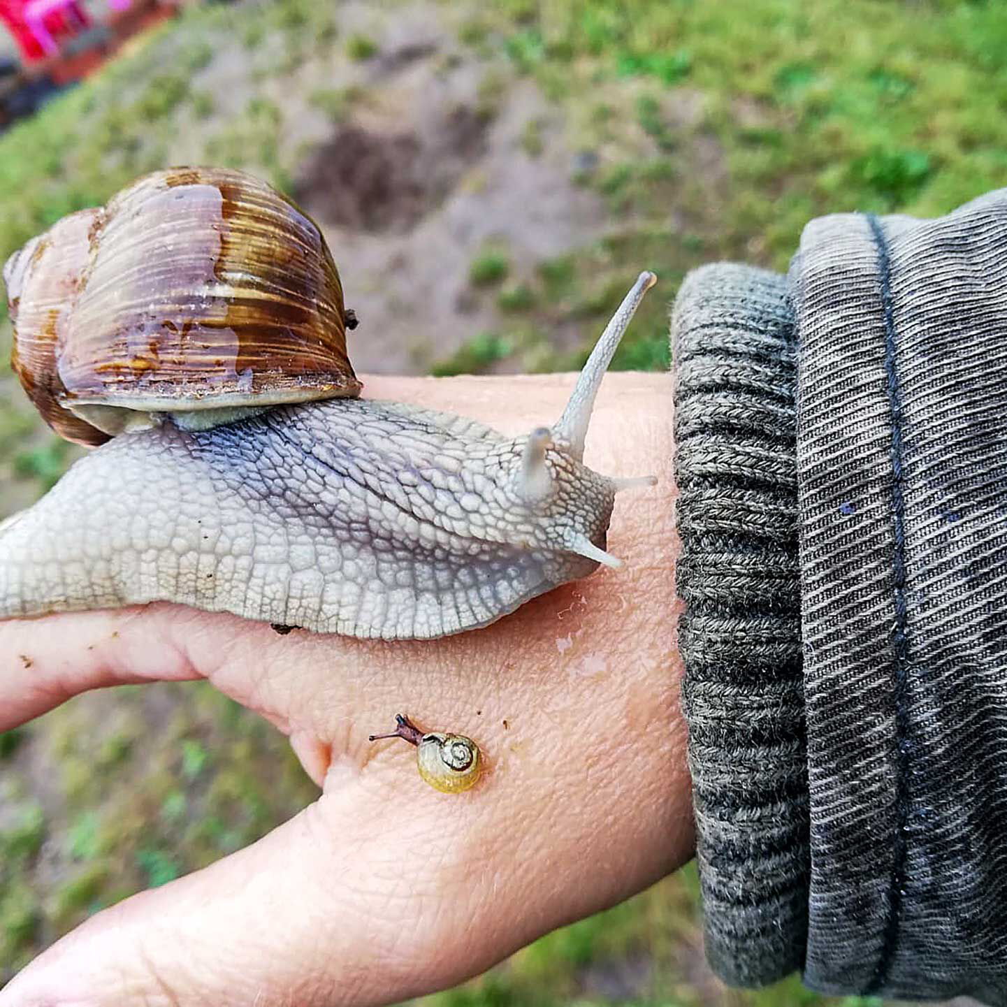 In der Projektarbeit zum Thema Schnecke sitzen zwei Schnecken auf der Hand einer Pädagogin.