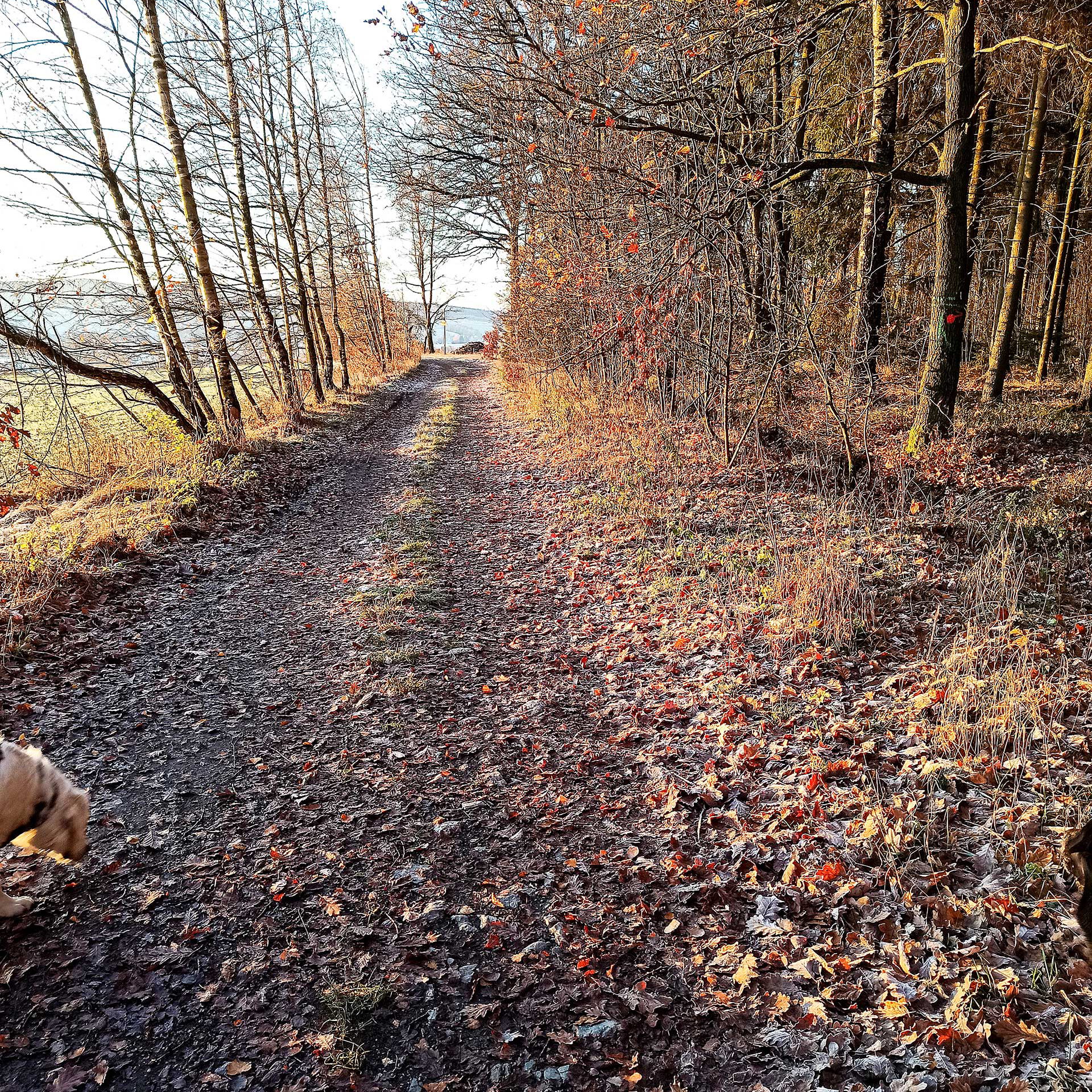 Ein Waldweg im Herbst mit Blättern und Steinen.